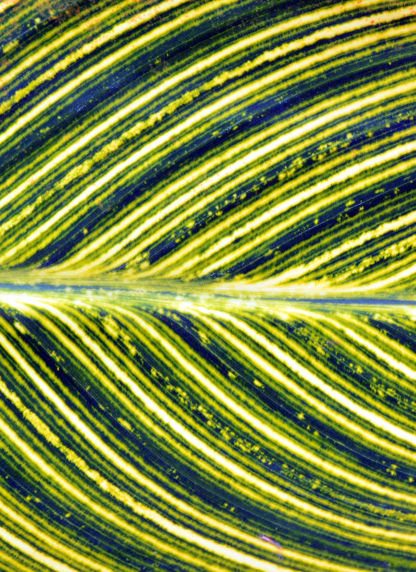 Tropical Striped Leaf Harmony – Paint by Numbers