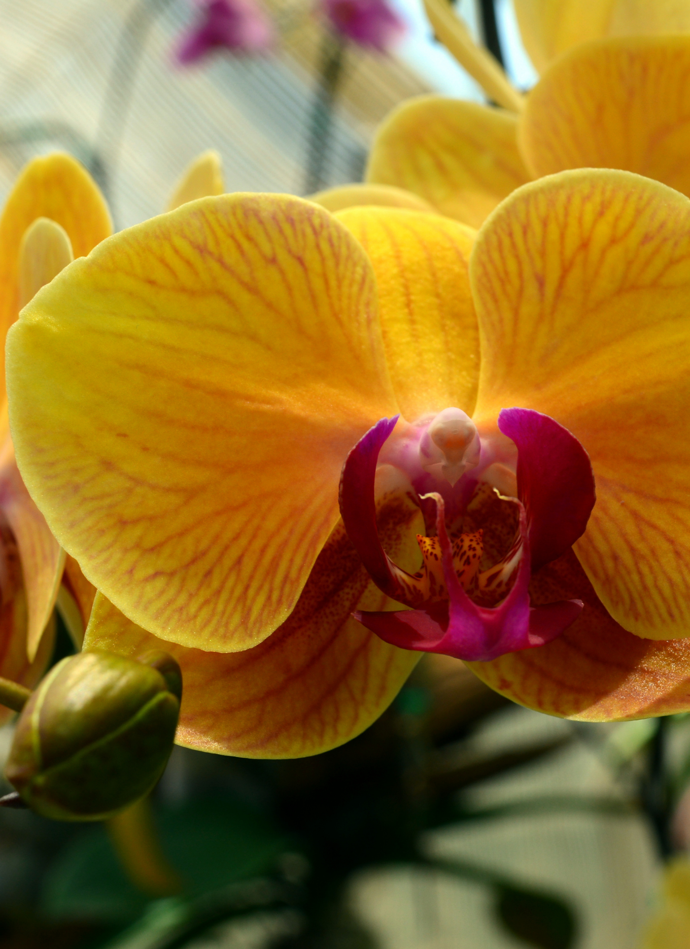 Golden Orchid Bloom – Paint by Numbers Kit