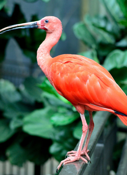 Scarlet Ibis Perch – Paint by Numbers Kit
