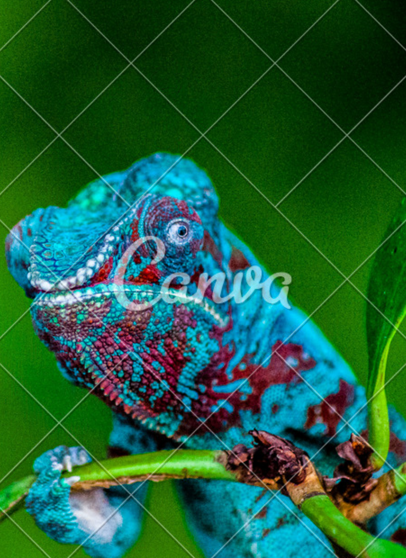Colorful Chameleon – Paint by Numbers Kit