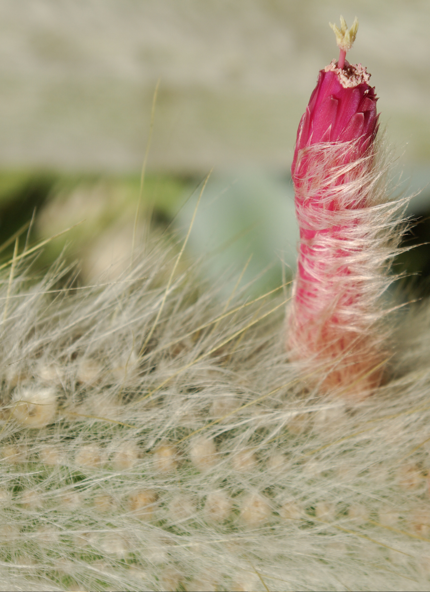Hairy Cactus Bloom – Paint by Numbers Kit