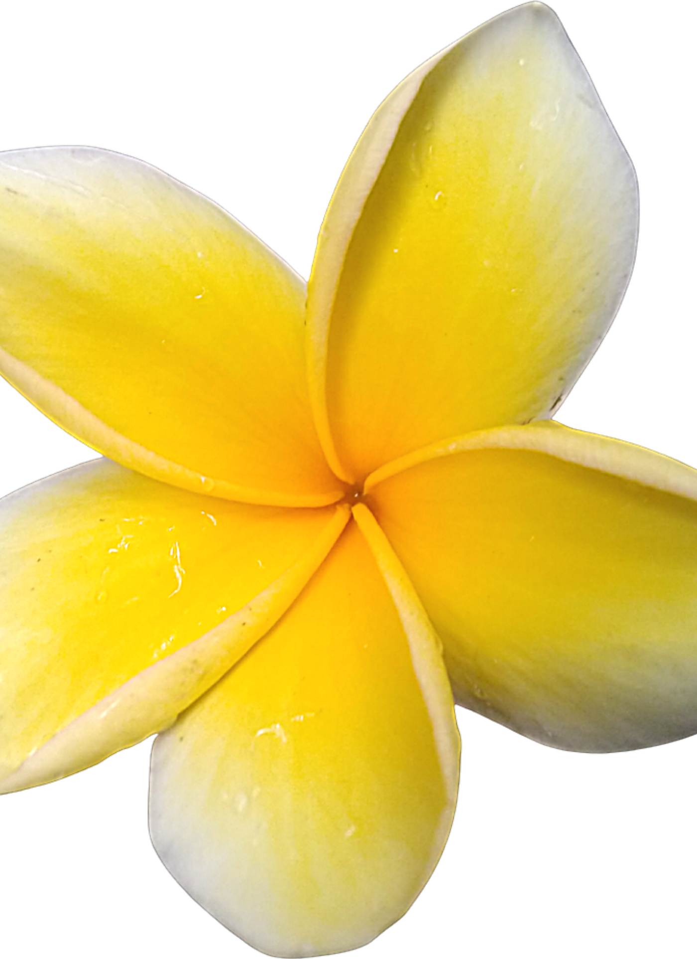Plumeria Bliss - Paint by Numbers