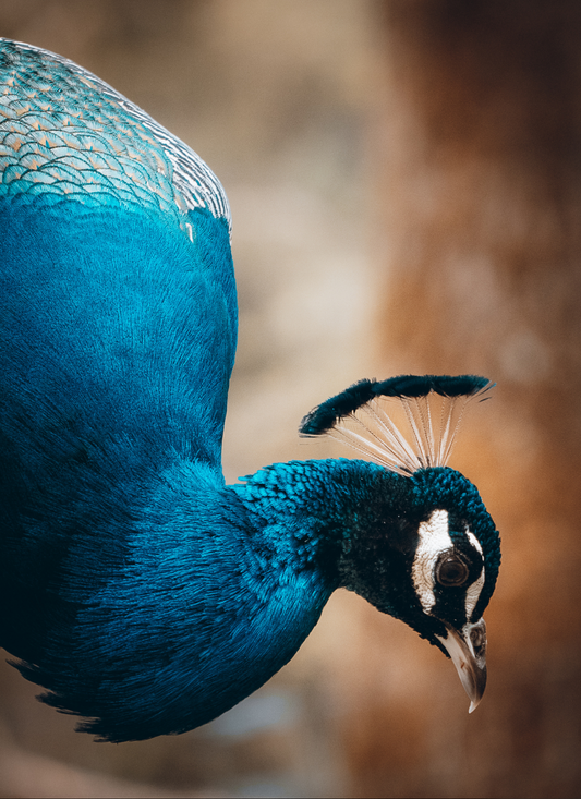 Majestic Peacock - Paint by Numbers