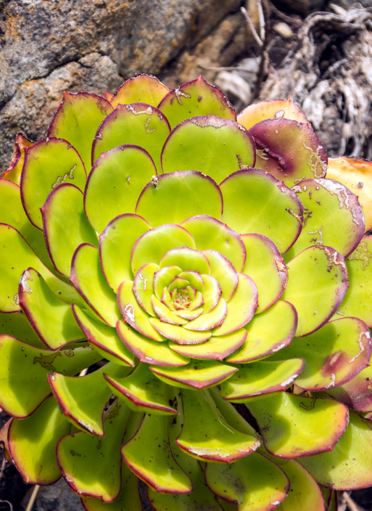 succulent Flower Paint by Numbers Kit