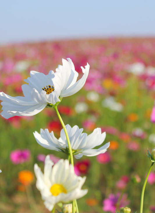 White Cosmos in Bloom – Paint by Numbers Kit