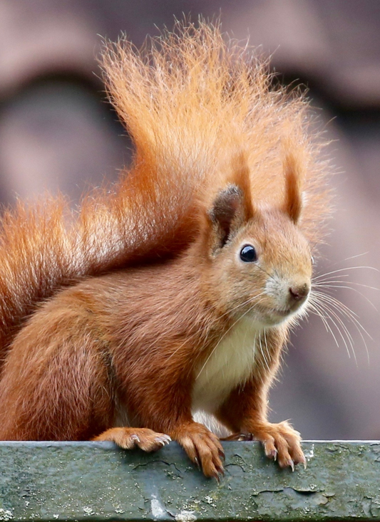 Playful Red Squirrel – Paint by Numbers Kit