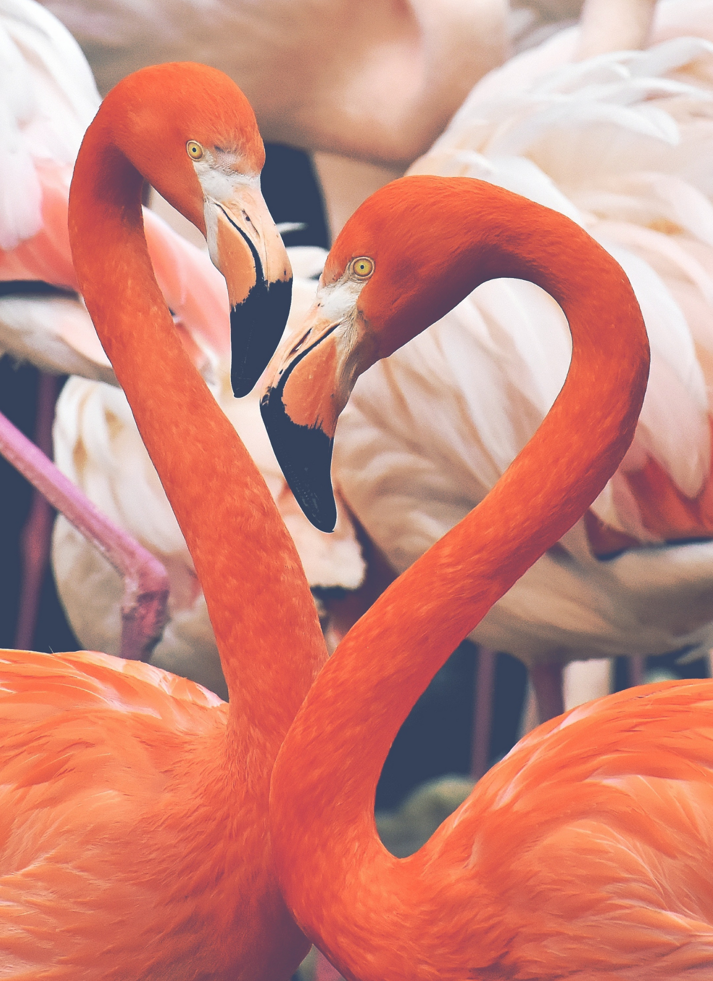 Flamingo Heart Connection – Paint by Numbers