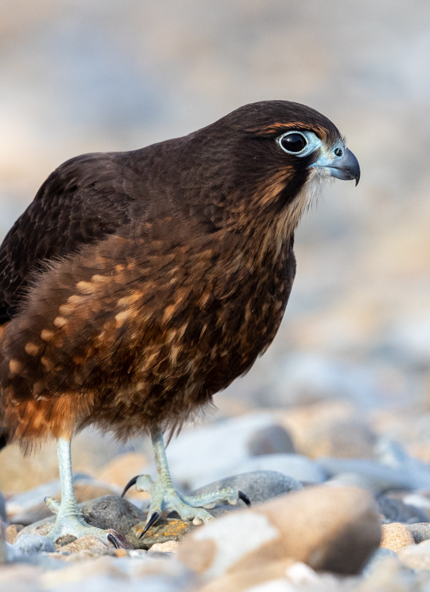 Majestic Falcon Gaze – Paint by Numbers Kit
