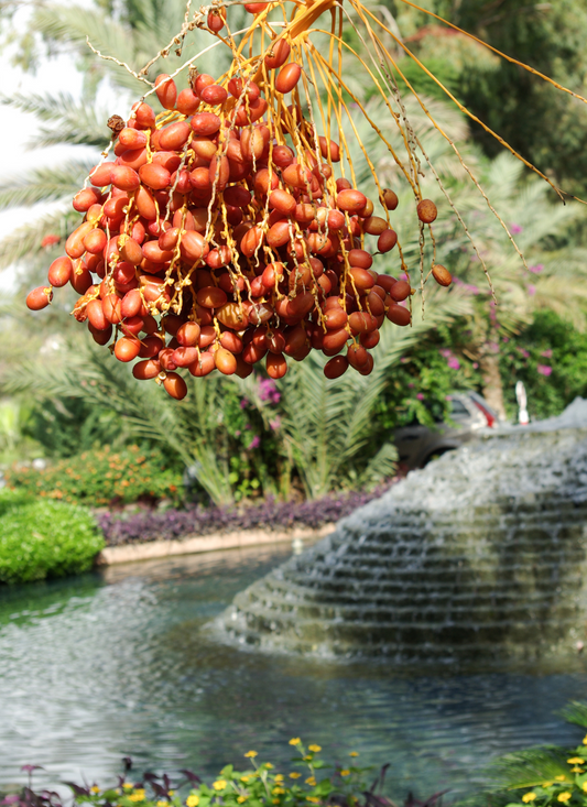 Date Palm Bliss by the Fountain – Paint by Numbers