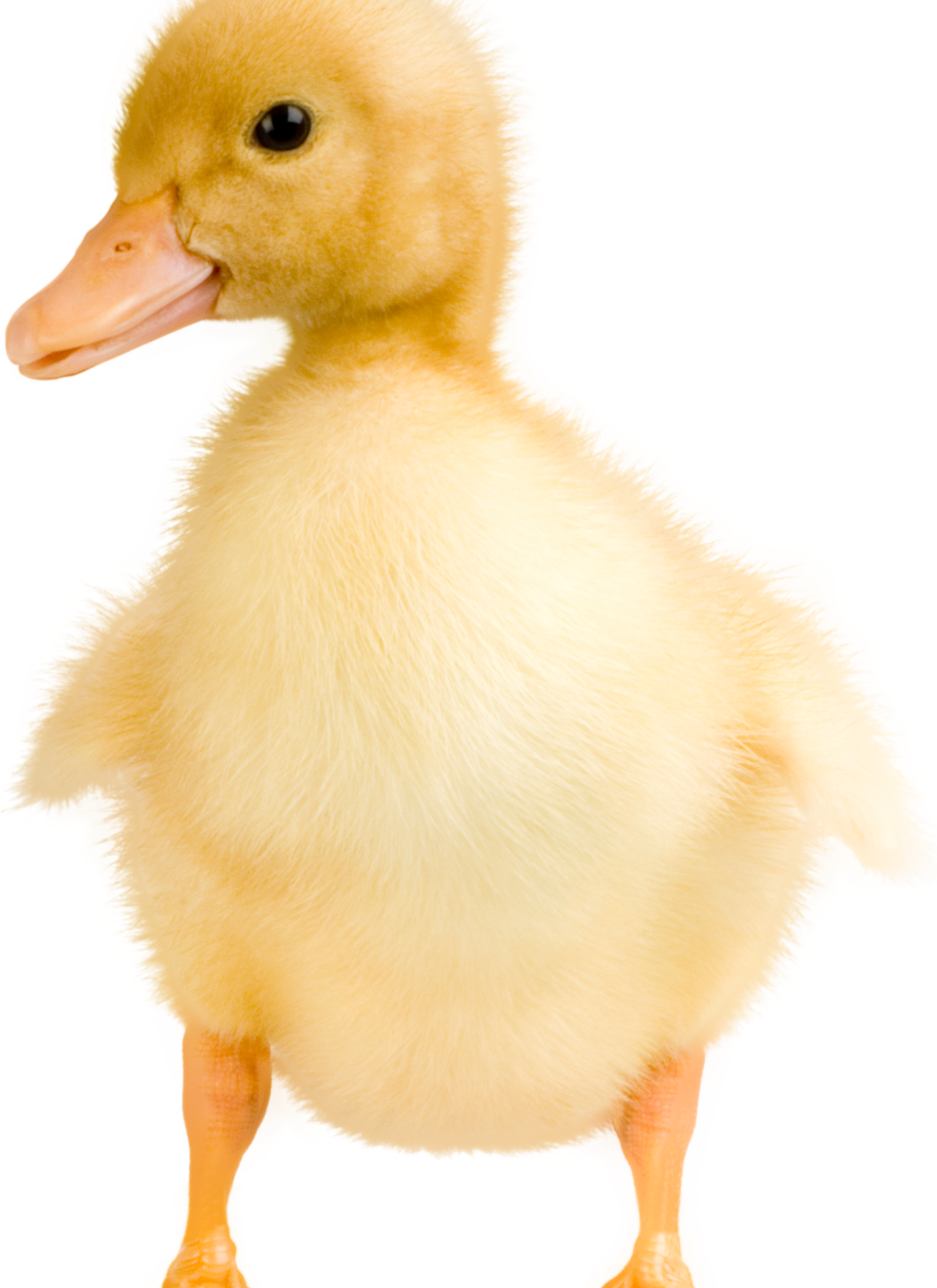 Fluffy Yellow Duckling – Paint by Numbers