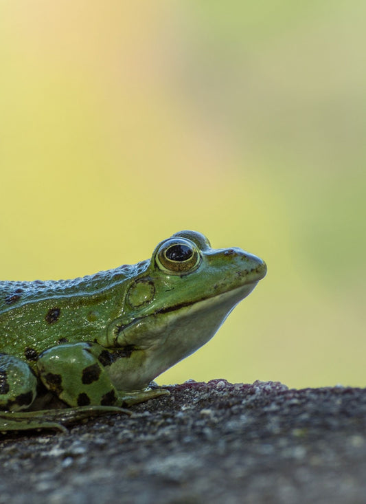 Green Frog in the Sun – Paint by Numbers Kit