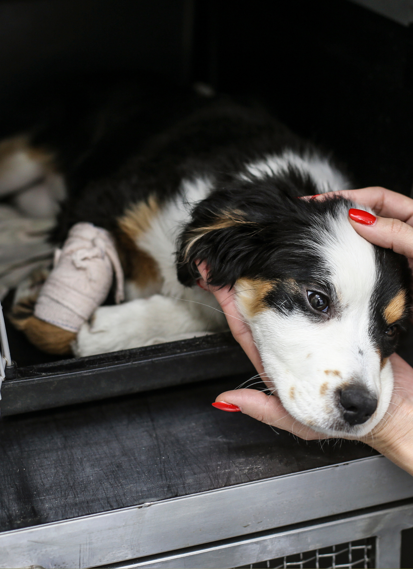 Tender Touch – Injured Pup Paint by Numbers