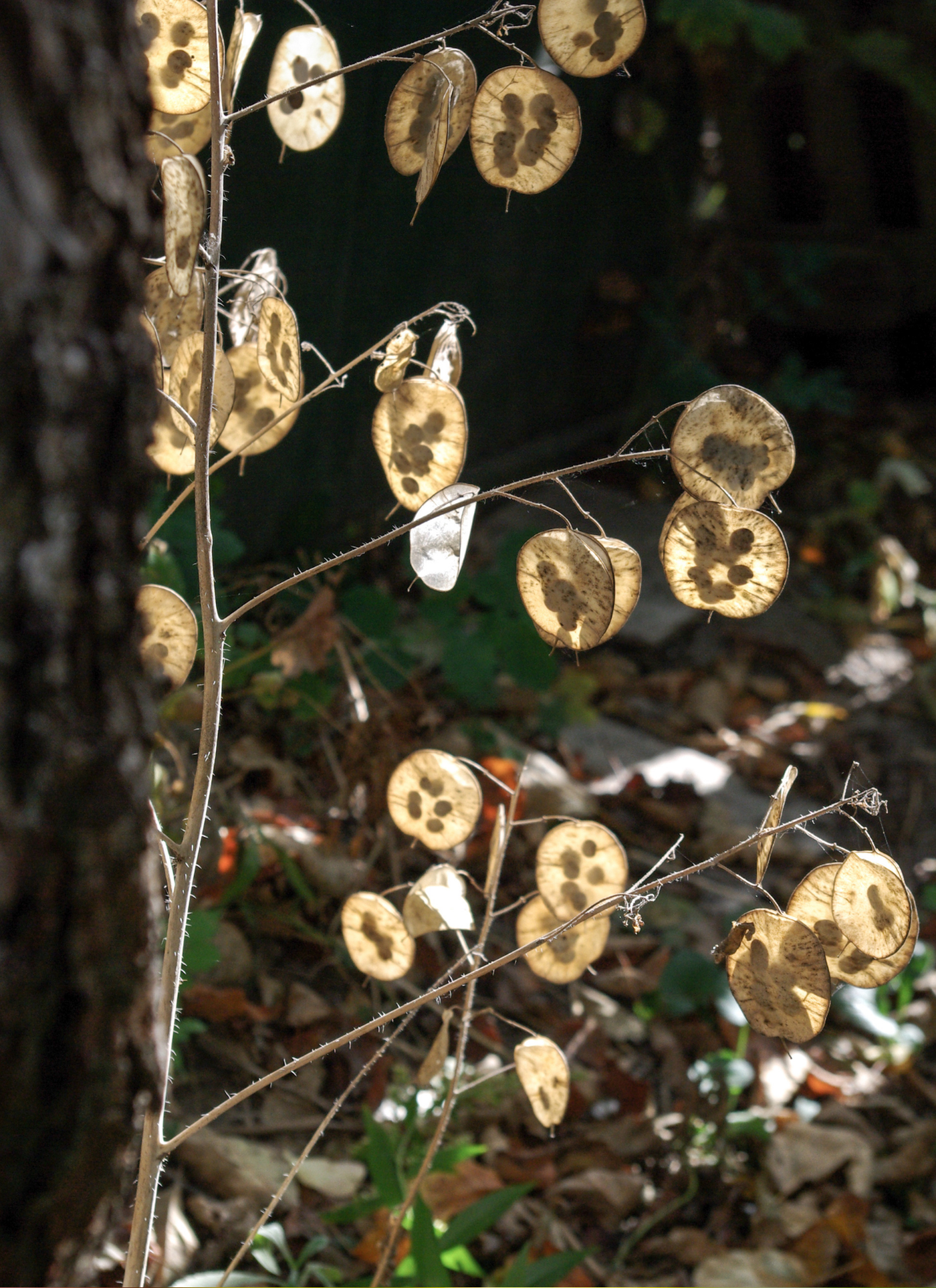 Lunaria (Honesty Plant) – Paint by Numbers Kit