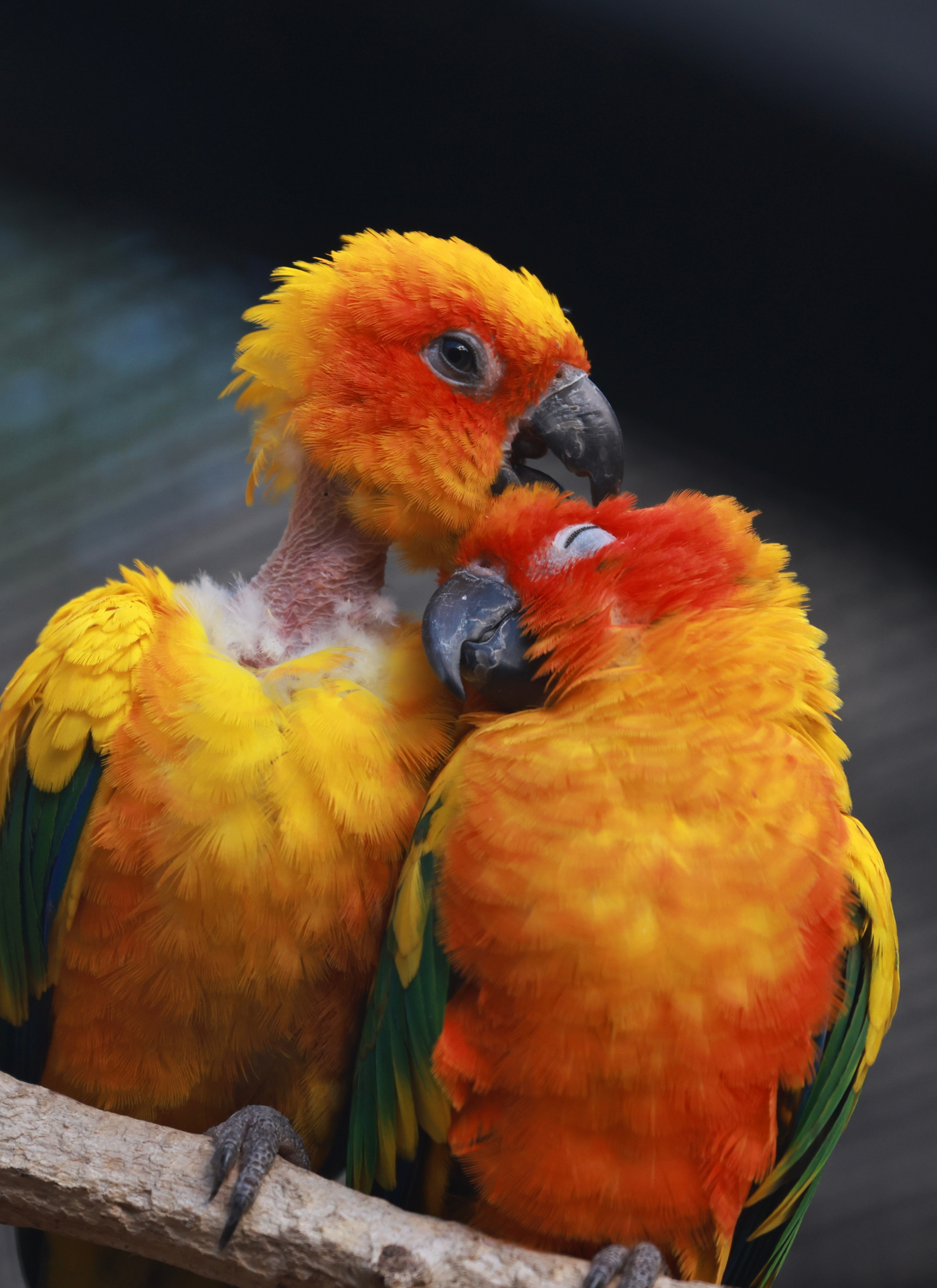 Loving Parrots – Paint by Numbers Kit