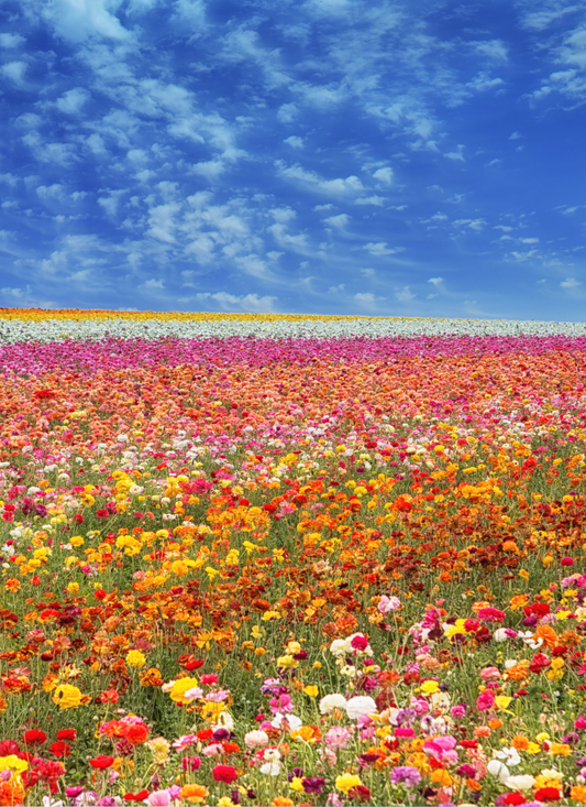 Rainbow Bloom Field – Paint by Numbers Kit