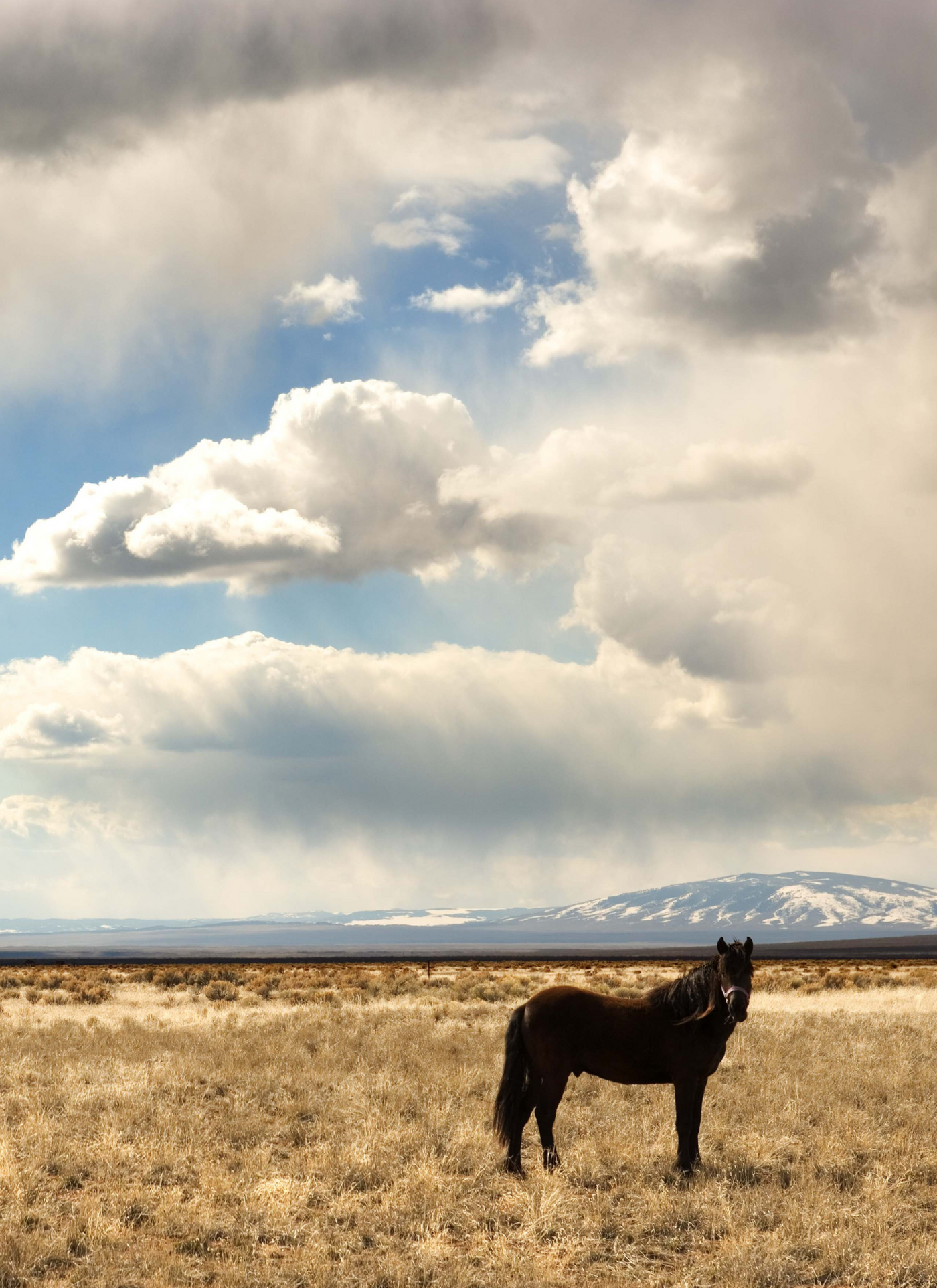 Wild Plains Stallion – Paint by Numbers Kit