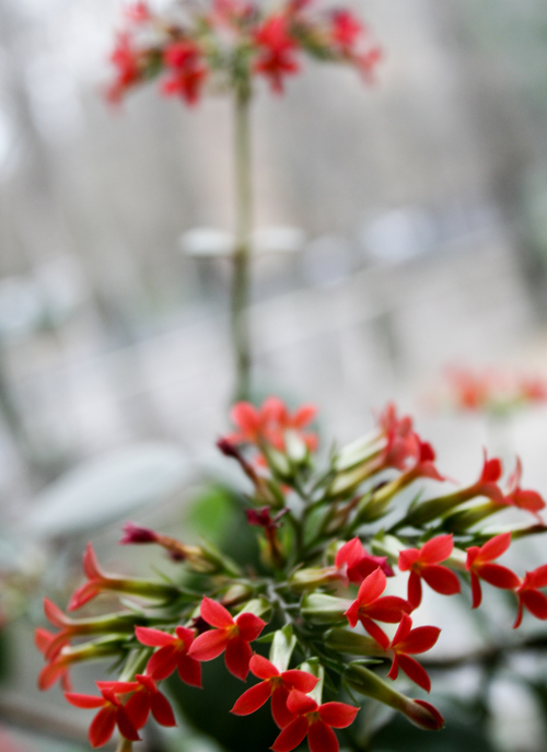 Crimson Clusters – Paint by Numbers Kit