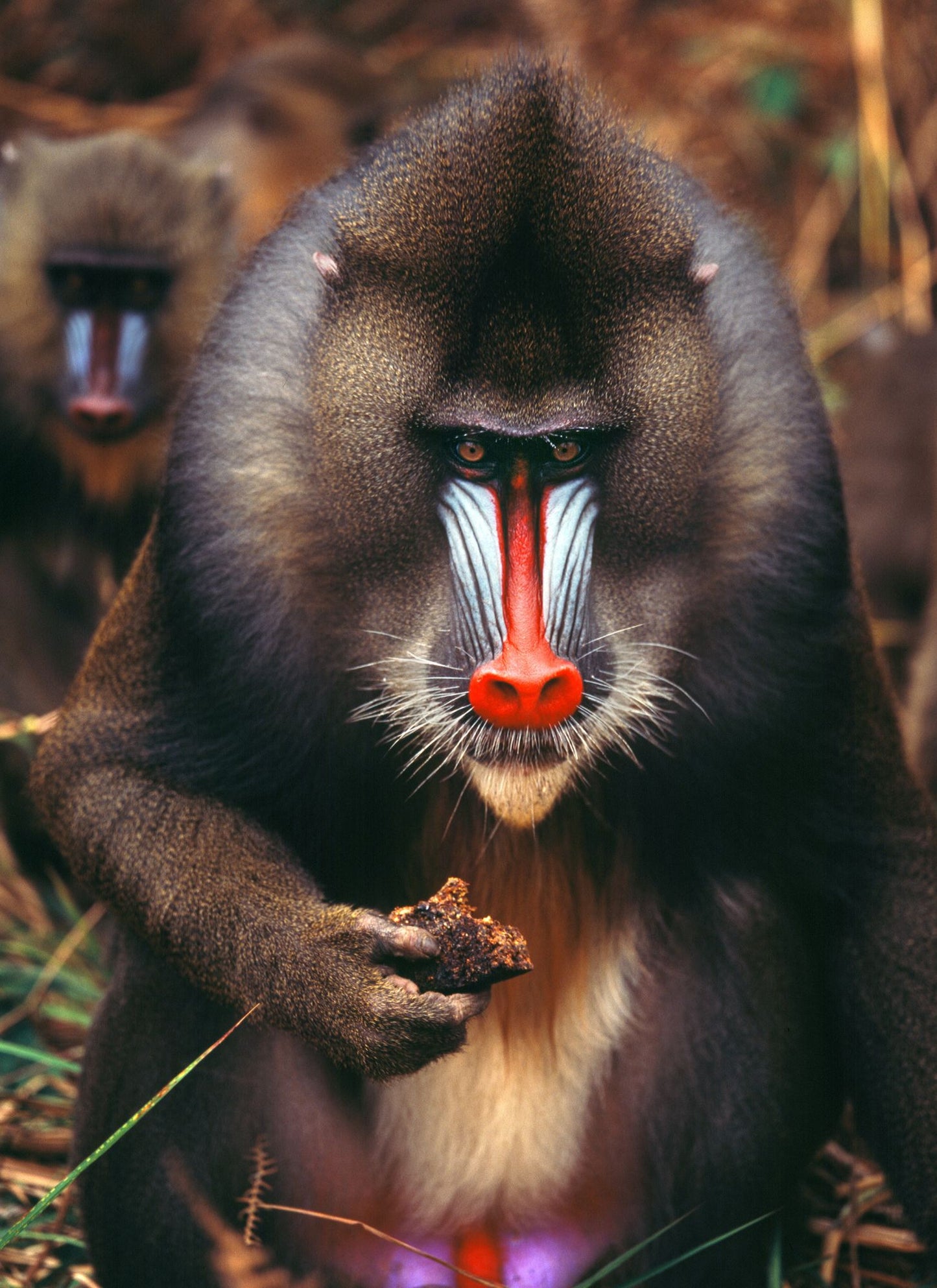 Mandrill Majesty – Paint by Numbers