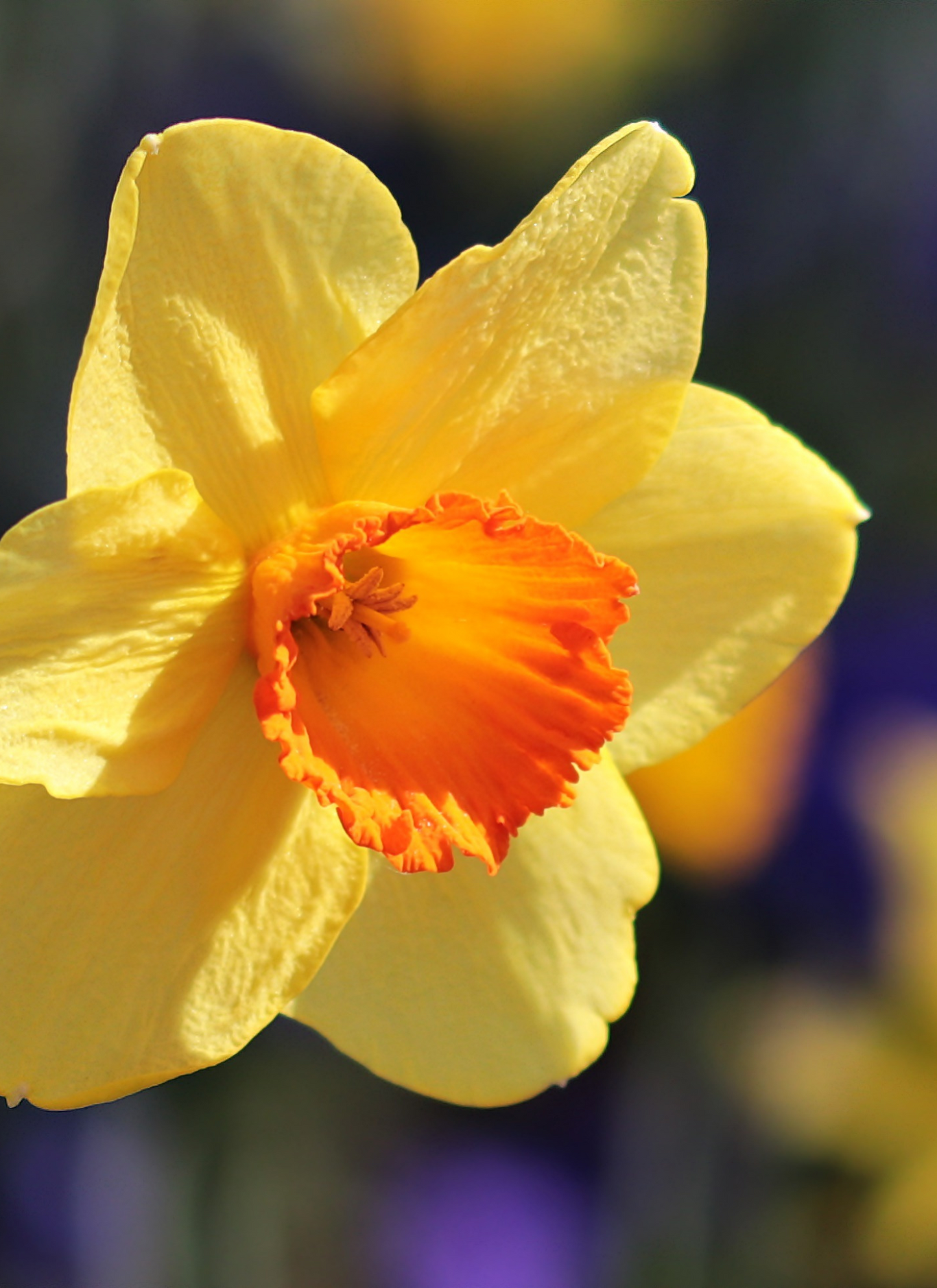 Golden Daffodil - Paint by Numbers