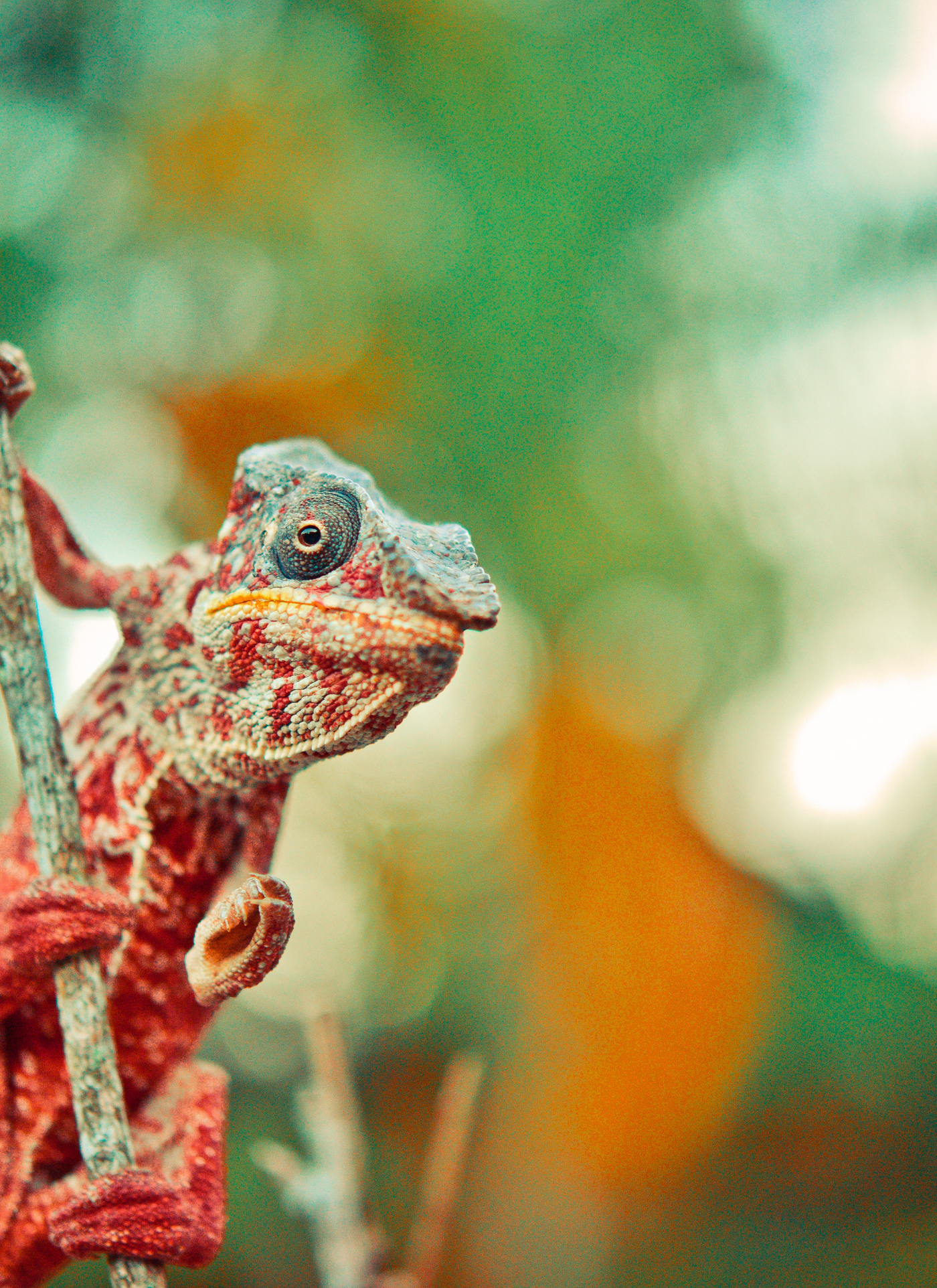 Chameleon on Branch – Paint by Numbers