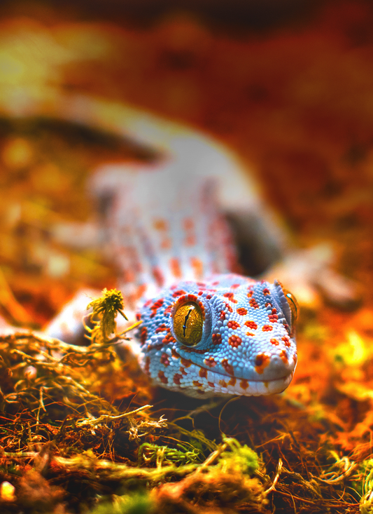 Colorful Gecko Gaze – Paint by Numbers Kit