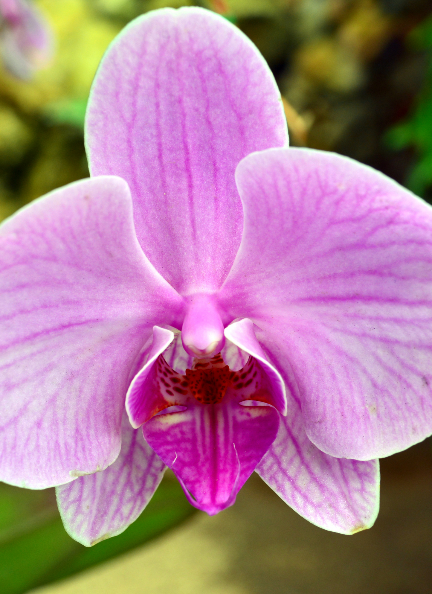 Orchid Elegance – Paint by Numbers Kit