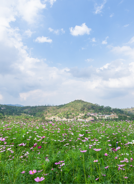 Wildflower Hillside – Paint by Numbers Kit