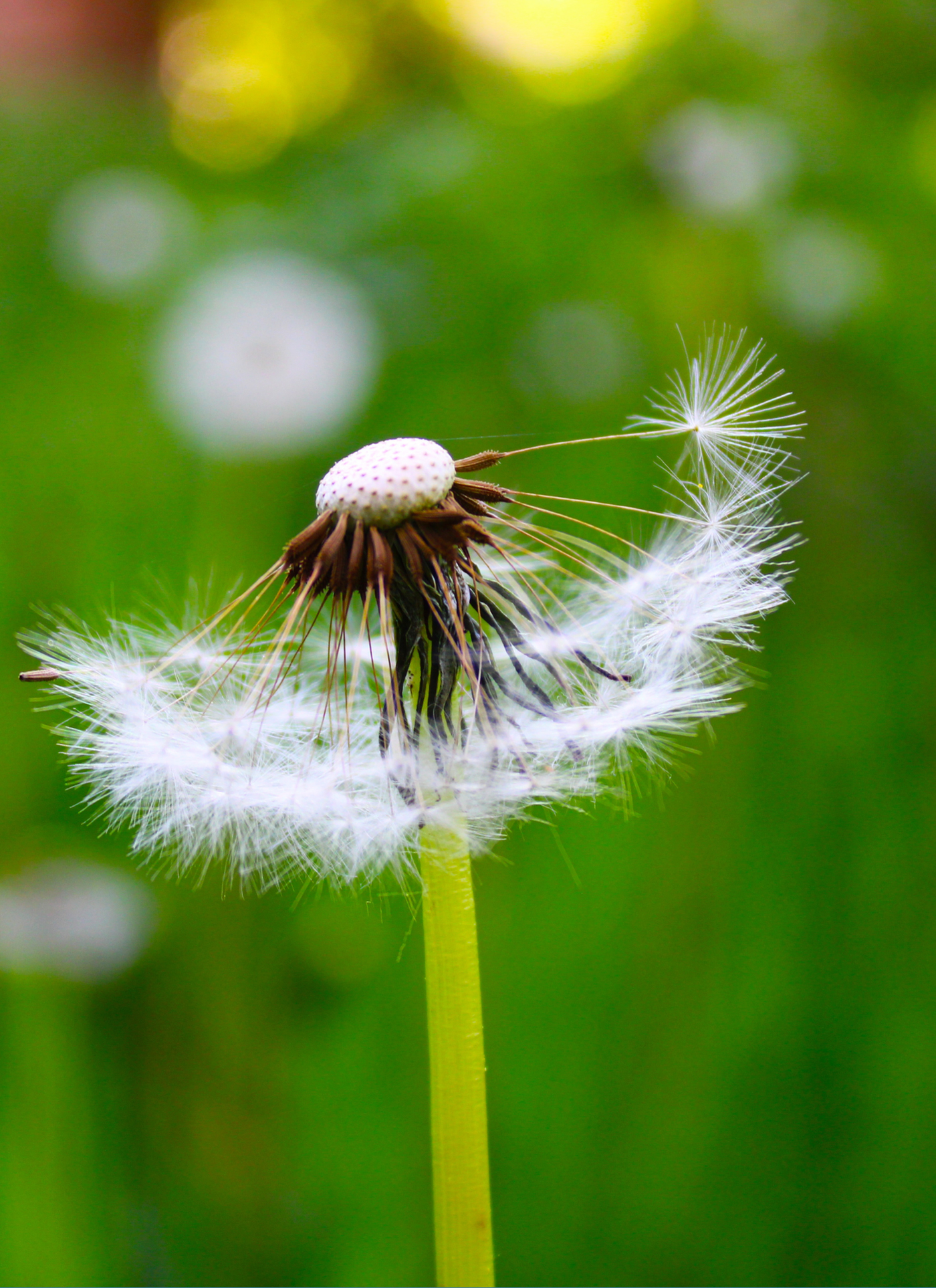 Dandelion Wishes – Paint by Numbers