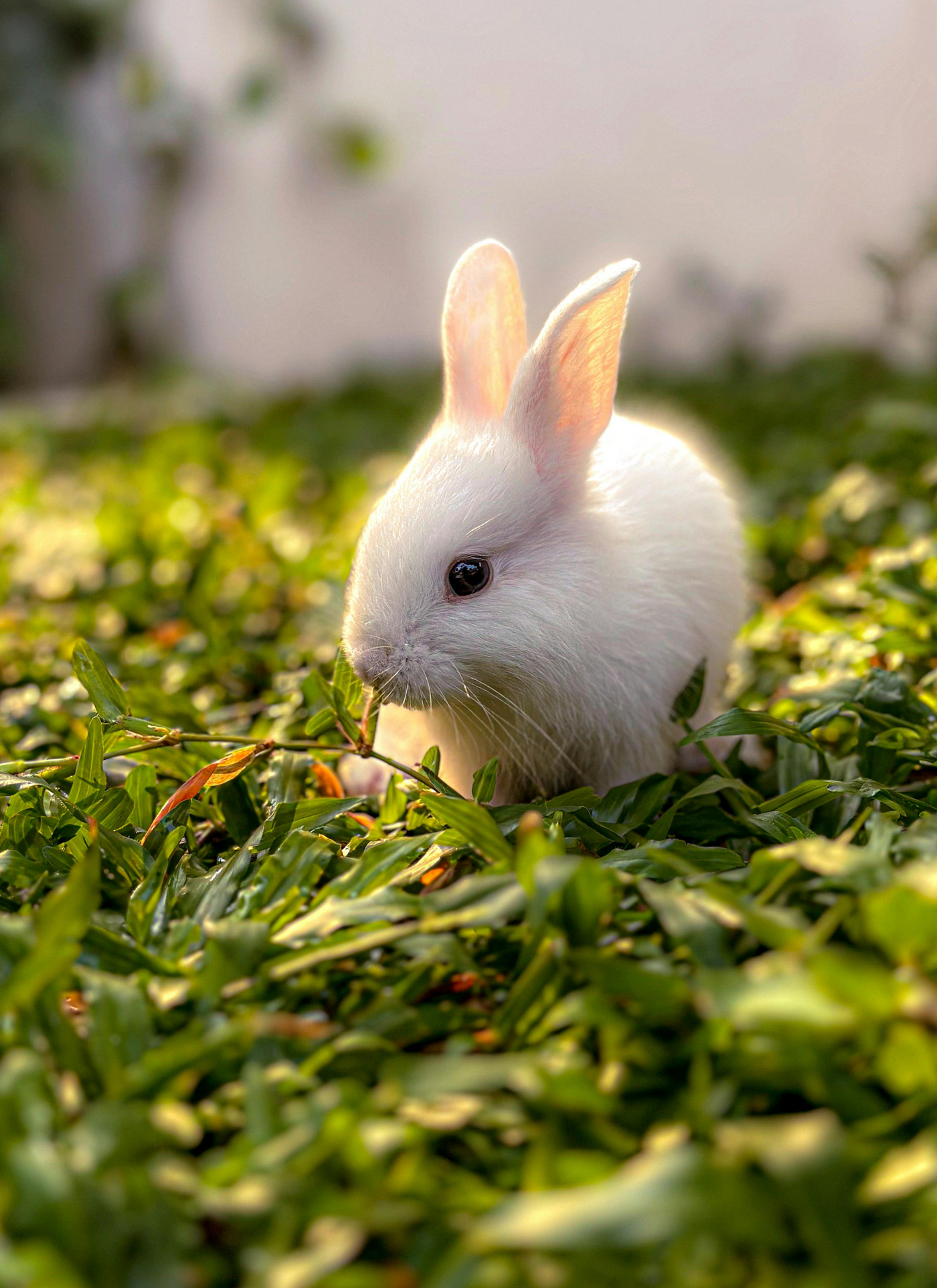 Sunlit Garden Bunny – Paint by Numbers Kit