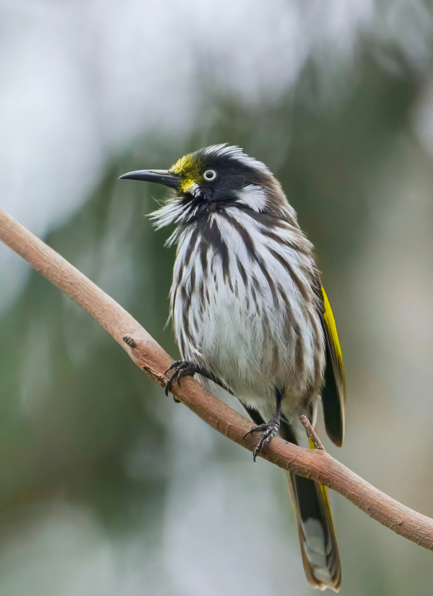 Perched Honeyeater – Paint by Numbers Kit