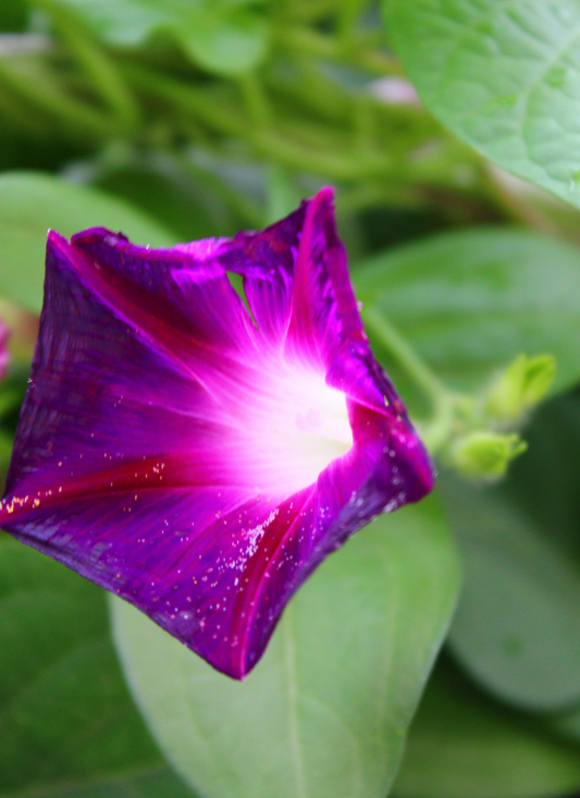 Radiant Morning Glory – Paint by Numbers Kit
