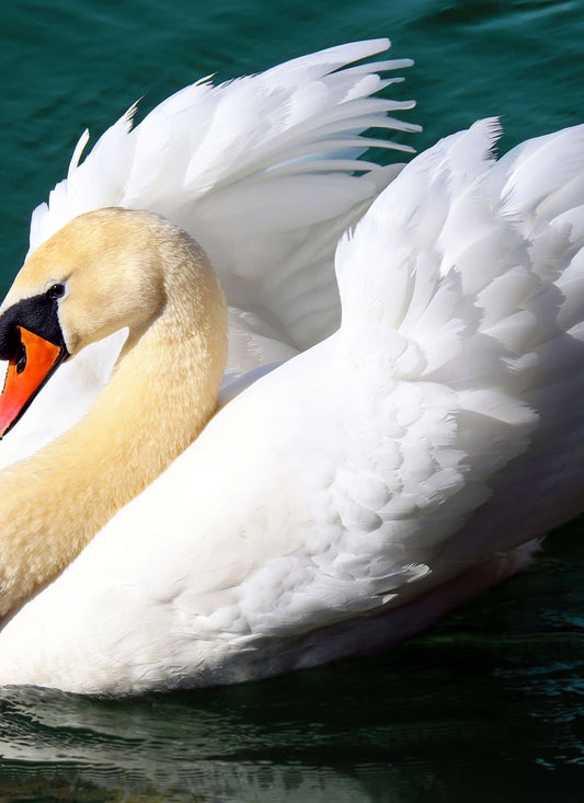 Graceful Majesty – Paint by Numbers