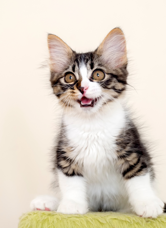 Wide-Eyed Whiskers – Paint by Numbers Kit
