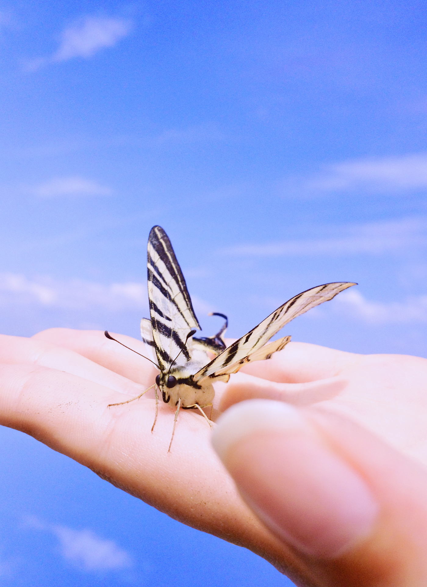 Graceful Butterfly in Hand – Paint by Numbers Kit