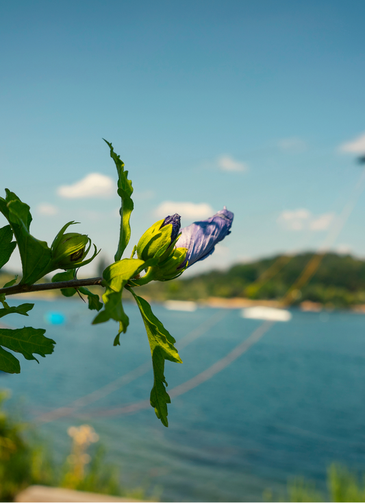 Purple Blossom by the Lake – Paint by Numbers