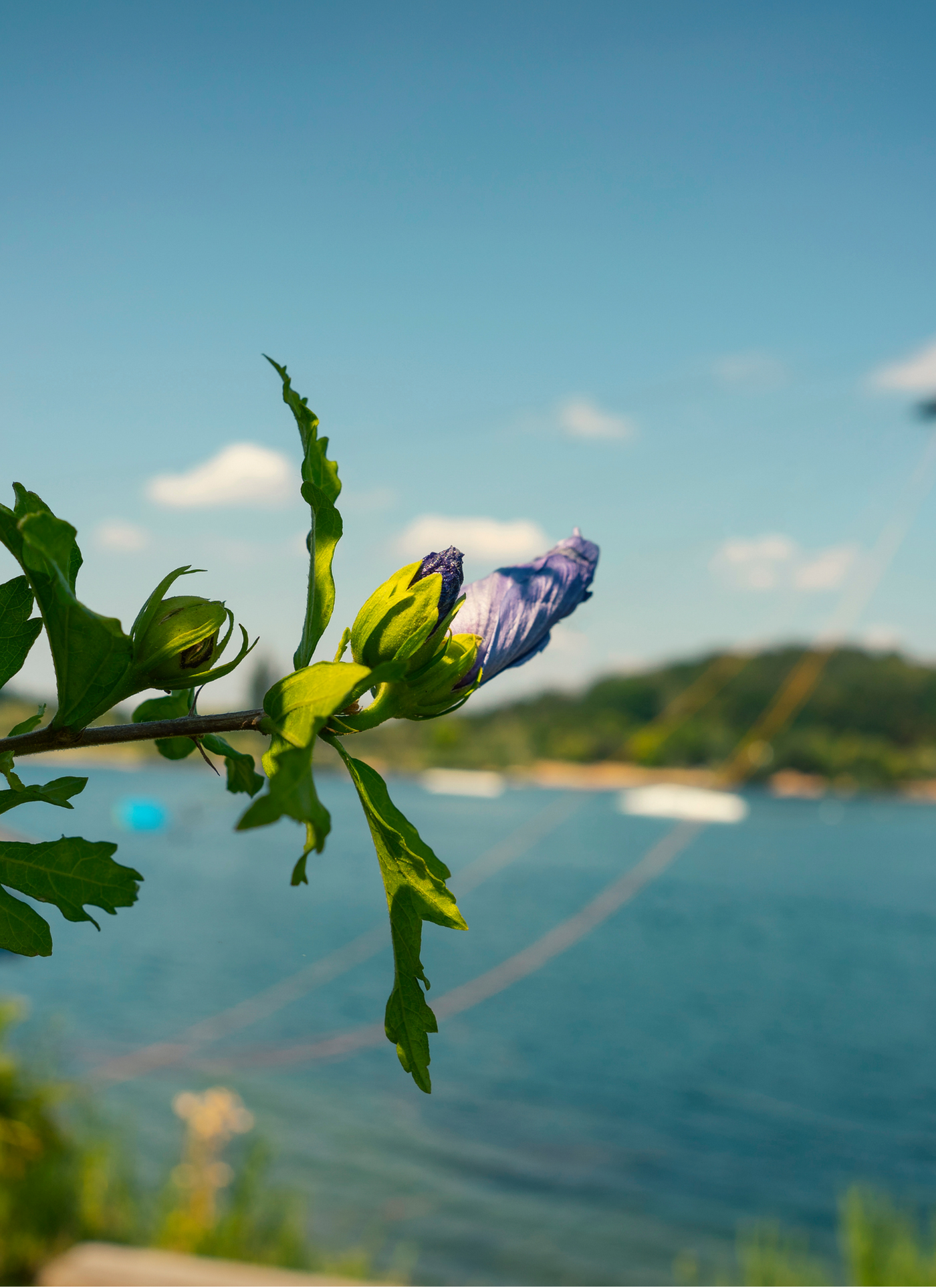 Purple Blossom by the Lake – Paint by Numbers