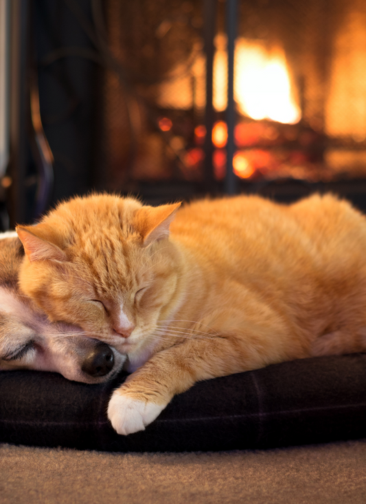 Warm Companions by the Fire – Paint by Numbers Kit