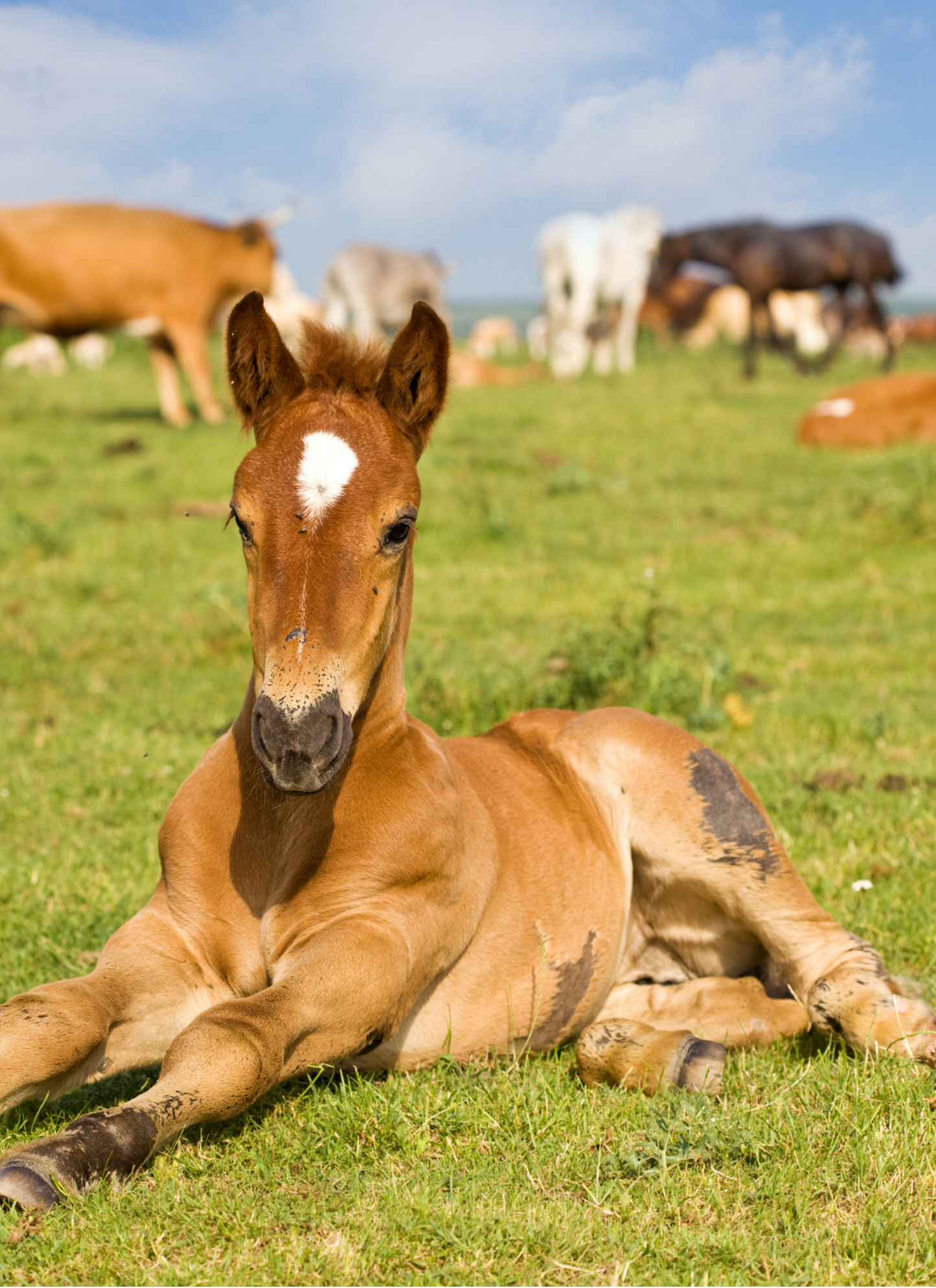 Pasture Daydream – Foal Paint by Numbers Kit