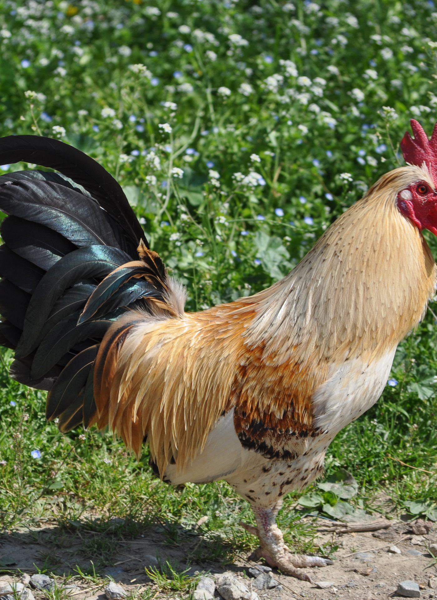Majestic Rooster Morning – Paint by Numbers Kit