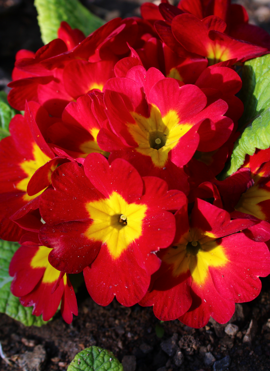 Crimson Primrose Bloom Floral Paint by Numbers Kit
