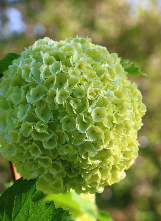 Spring Green Hydrangea – Paint by Numbers Kit