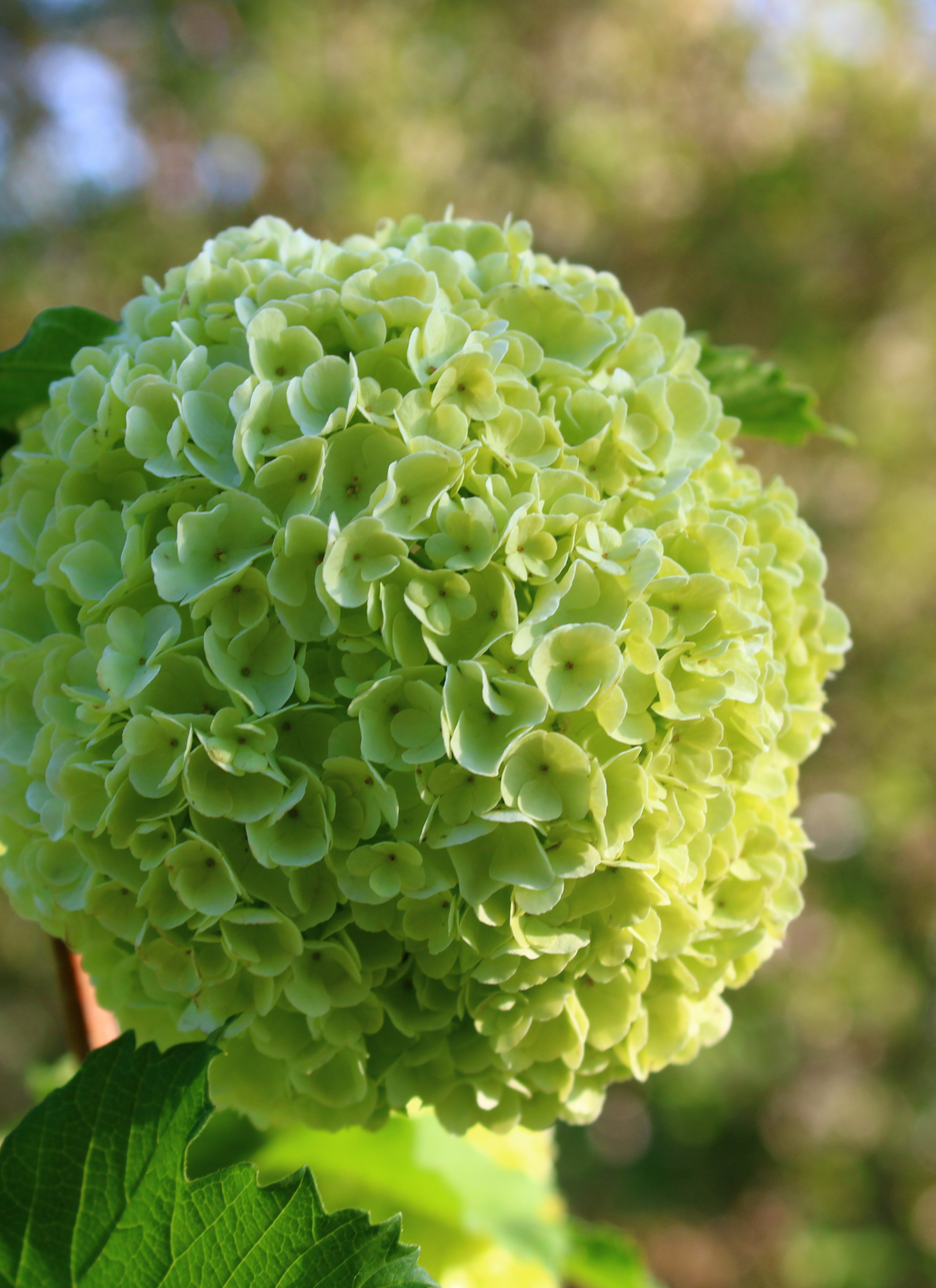 Spring Green Hydrangea – Paint by Numbers Kit