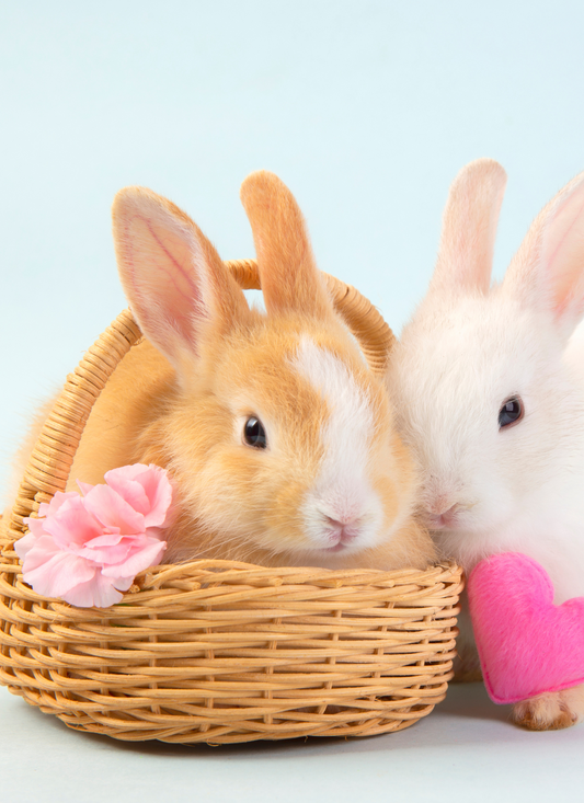 Adorable Bunny Pair in Basket – Paint by Numbers Kit