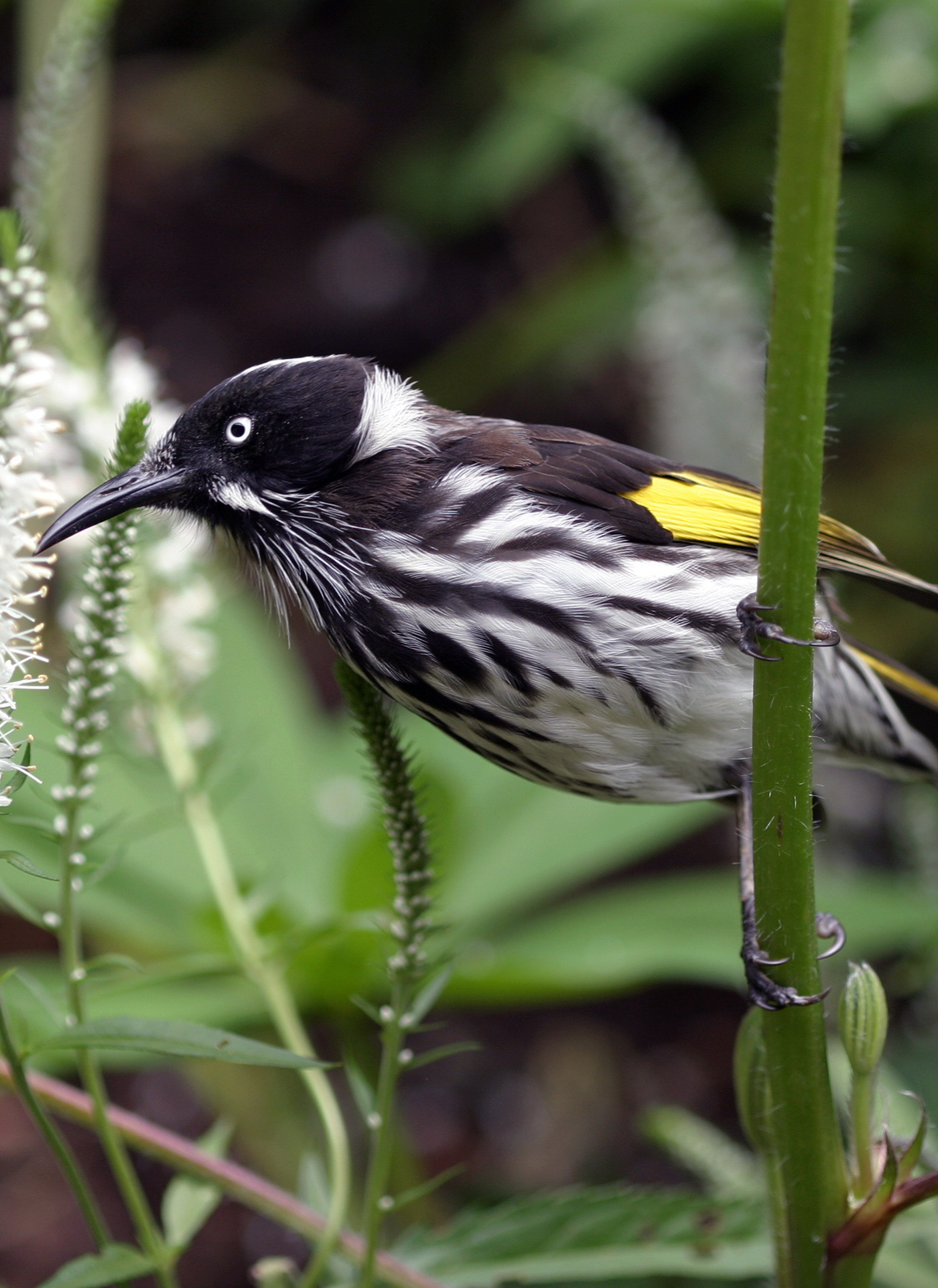 Elegant Honeyeater – Paint by Numbers Kit