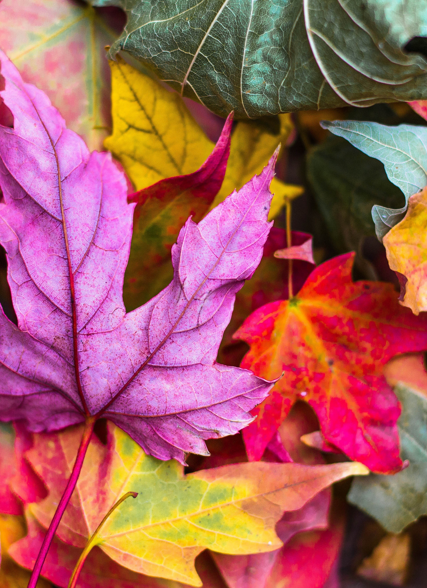Vibrant Autumn Leaves – Paint by Numbers Kit