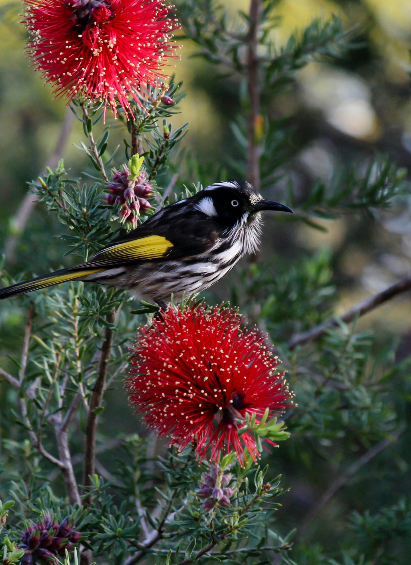 Honeyeater on Bottlebrush – Paint by Numbers Kit