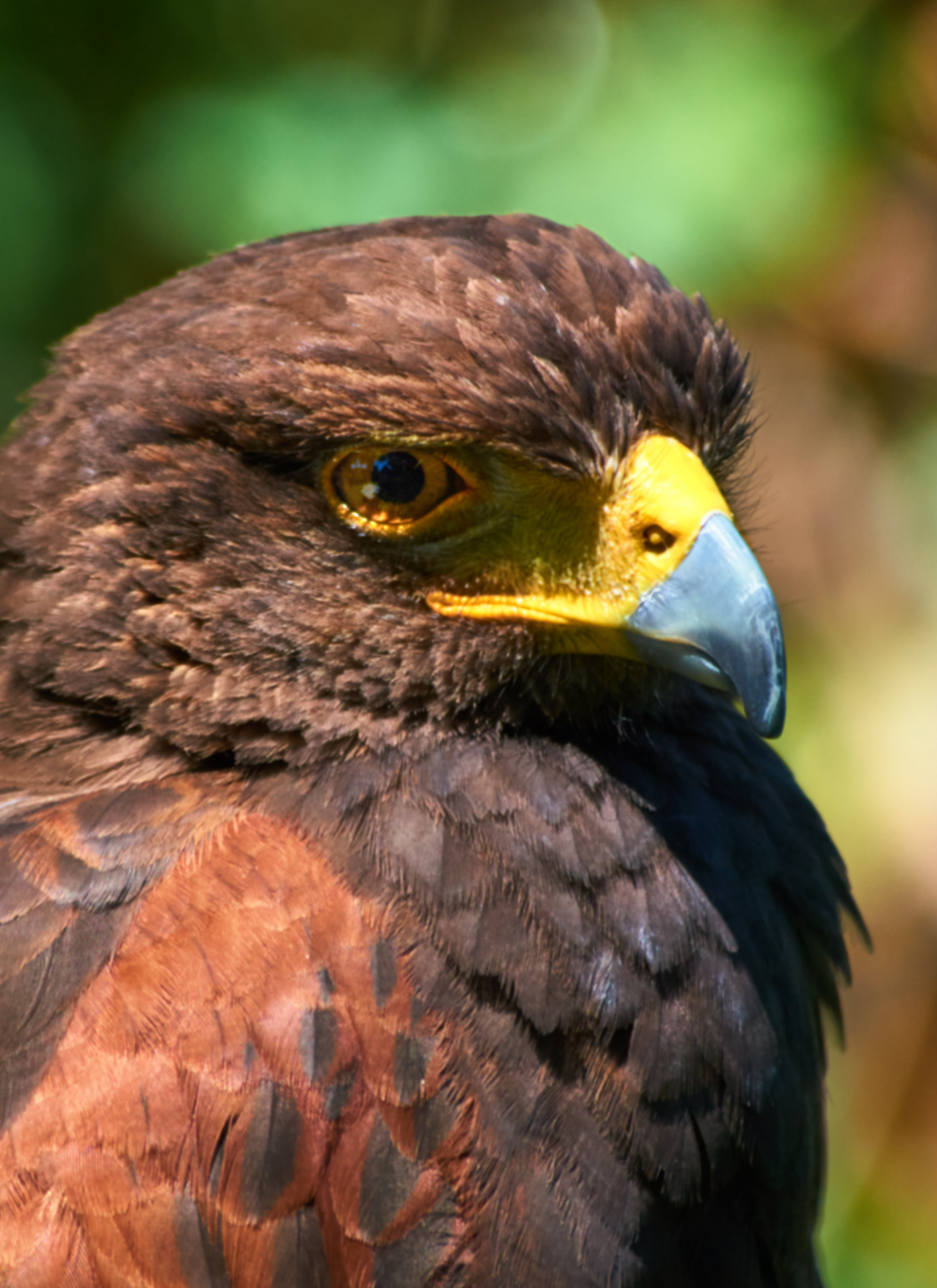 Fierce Gaze of the Falcon – Paint by Numbers Kit