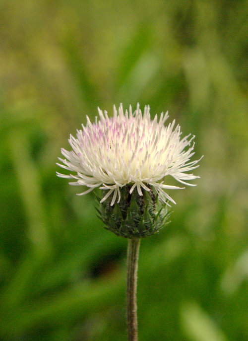 Pastel Thistle Bloom – Paint by Numbers Kit