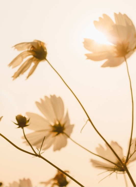 Golden Petals at Sunrise – Paint by Numbers Kit