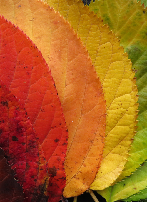 Autumn Spectrum – Paint by Numbers Kit